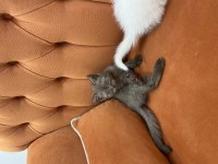 Çikolata kız british shorthair