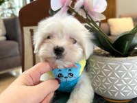 Kore Maltese Yavruları
