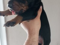 DEV DOBERMAN YAVRULARI KİNG KALİTELİ KAN