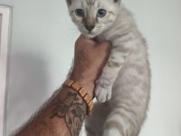 Bengal kedisi