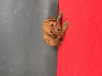 MİNİ BOY RED TOY POODLE YAVRUMUZ