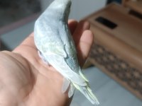Yeni yeme düşmüş muhabbet kuşu yavrular