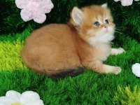 British Golden Safkan
