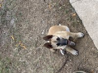 Malinois Belçika kurdu