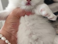 Safkan ırk sağlık garantili british longhair kediler