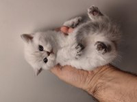 Acil Safkan British Shorthair Yavrularımız