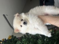 2 aylık beyaz yavru pomeranian