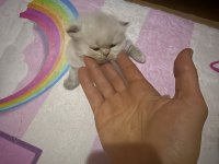 50 günlük british shorthair yavrularımız