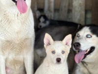 Sağlıklı Husky Yavrular