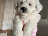 Terrier 2.5 aylık