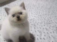 Dişi ve erkek bebeklerim british shorthair