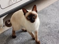 Dişi siyam kedisi powerblue eyes