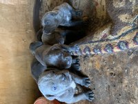 A KALİTE SAFKAN İTALİANO BLUE CANE CORSO