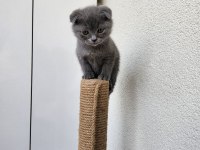 Siyah gri golden british shorthair yavrularımız