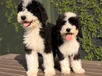 Bernedoodle Yavrular