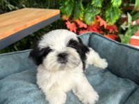 2.5 aylık full secere shih tzu yavruları
