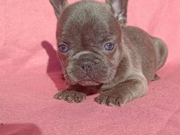 Son Blue Quad French Bulldog Yavrumuz
