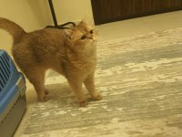 1 yaşında golden dişi british shorthair