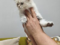 British longhair silver point