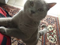 Canım Kedim Deha