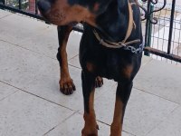 Yetişkin kaliteli doberman