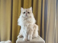 Sevimli british longhair kedimiz paşa