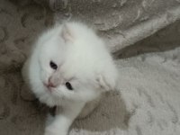 Kaliteli sağlıklı british shorthair yavrular