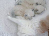 Ragdoll dişi ve erkek yavrular