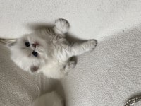 Safkan british longhair bebeklerim