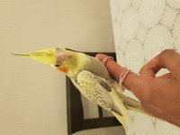 Yeni Yeme Düşmüş Sultan Papağanları
