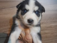 Kaliteli Sağlıklı Sibirya (Husky) Yavrularımız