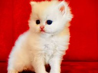 Scottish straight scottish longhair british shorthair yavru