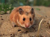 Yavru ve yetişkin suriye hamster bulunur
