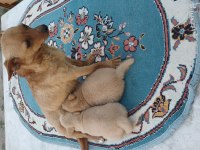 Minyatür pinscher