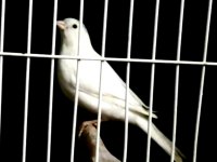 KANARYA açıklamaları okuyalım