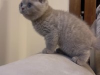 Gri renk ayı suratlı british shorthair