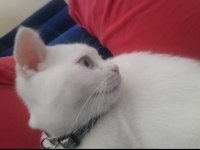 Scottish Fold Mavişe Yuva Arıyoruz