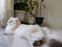 Yeni yuvasını arıyor kedimiz