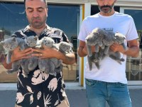 kediciden showw kalite brıtısh shorthaır yavrular ankara 