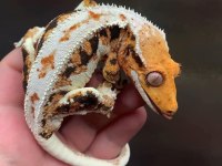 Sağlıklı Ve Uysal Crested Geckolar