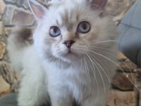Yavru british longhair