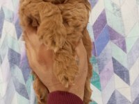 TOY MALTİPOO YAVRULARIMIZ