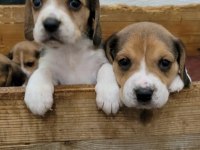 Beagle yavrularımız ırk garantilidir