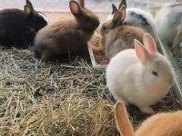 CÜCE TAVŞAN NETHERLAND DWARF YAVRULARIMIZ
