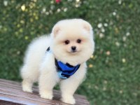Pomeranian Boo köpeği