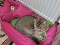 SAĞLIK NEDENİYLE BRİTİSH GOLD KEDİMİ SAHİPLENDİRECEĞİM