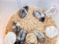 Özel Renk Gonzales Hamster