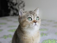 TÜM TÜRKİYEYE 1 GÜNDE TESLİM! YEMYEŞİL GÖZLÜ
