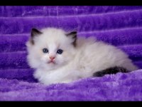 Asil Duruşlu Ragdoll 