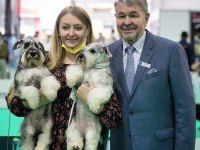 FCI şecereli Miniature SCHNAUZER